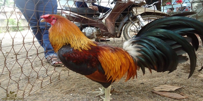 Sư kê Việt Nam khá ưa chuộng gà chiến Peru 