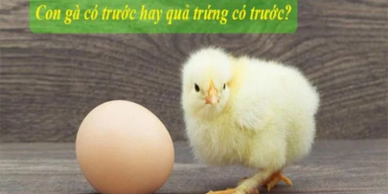 Các nhà khoa học giải đáp gà có trước hay quả trứng có trước
